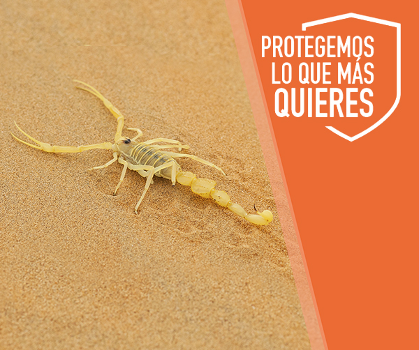Control de plagas de alacranes