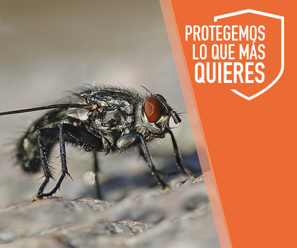Control de plagas de moscas